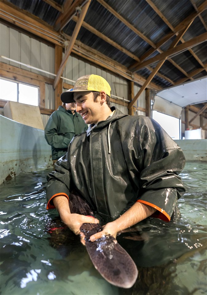 Spawning Paddlefish at Gavins Point NFH (4) photo