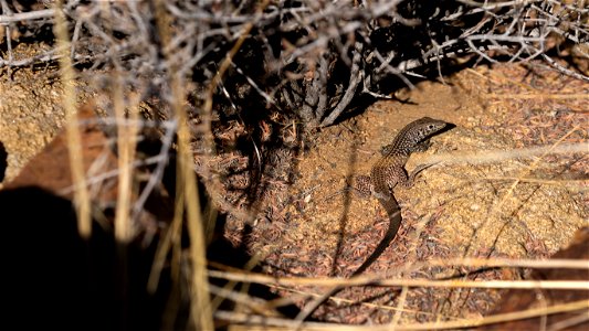 Western Whiptail Lizard photo
