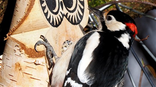 Das Buntspecht-Männchen ist auch ein Eulen-Fan