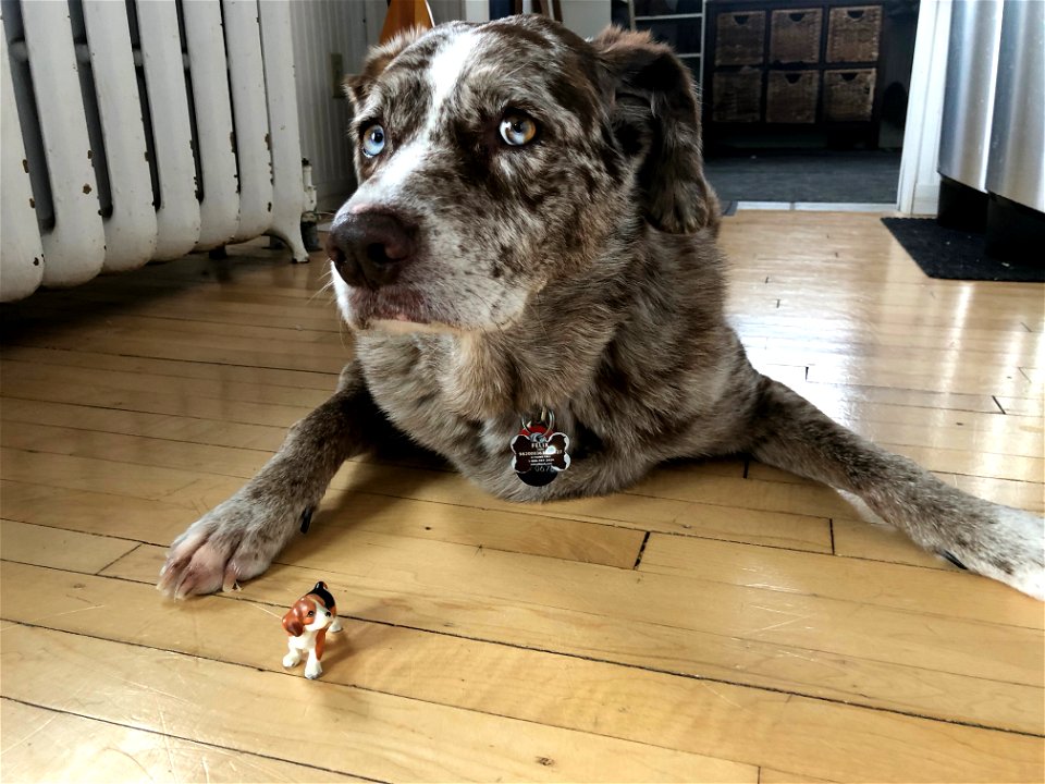 Little Dog, Big Dog