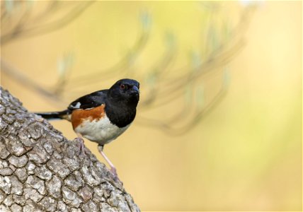 Eastern Towhee photo