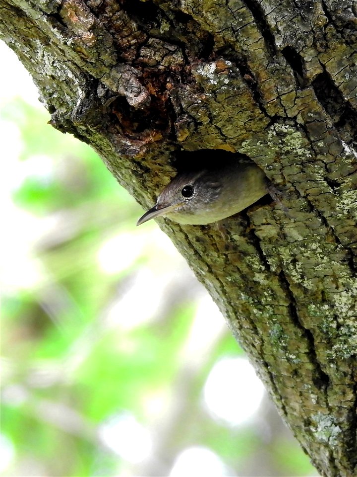 House Wren