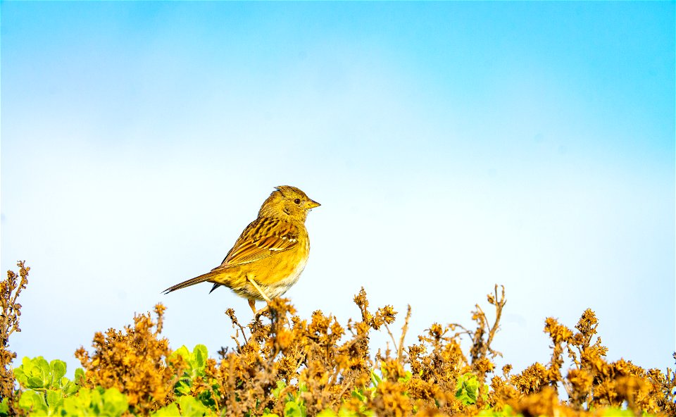 Finch at Piedras Blancas