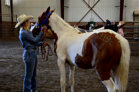 Northern Utah Wild Horse & Burro Festival - 2022