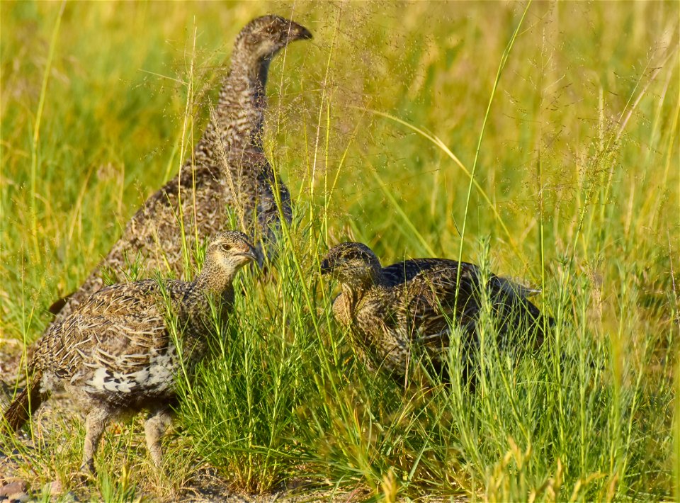 Greater sage-grouse at Seedskadee National Wildlife Refuge