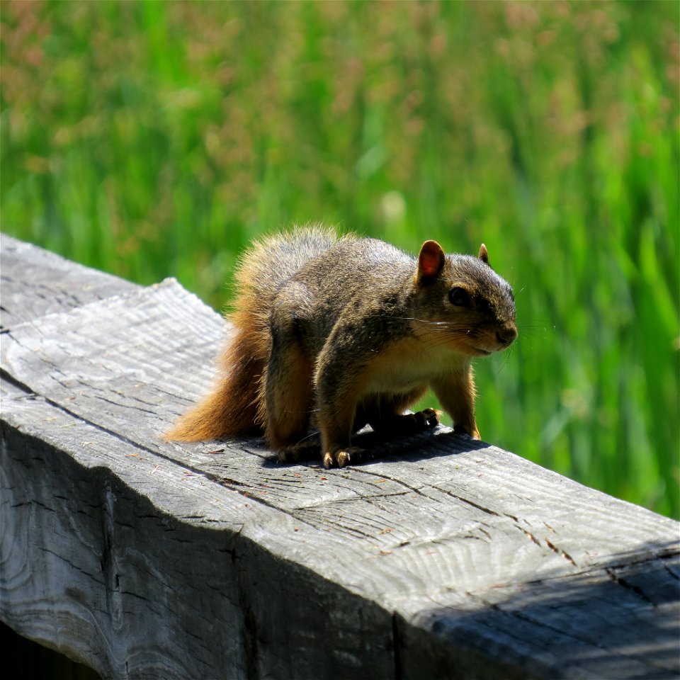 Red Squirrel
