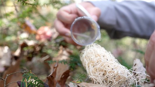 Releasing Laricobius Beetles
