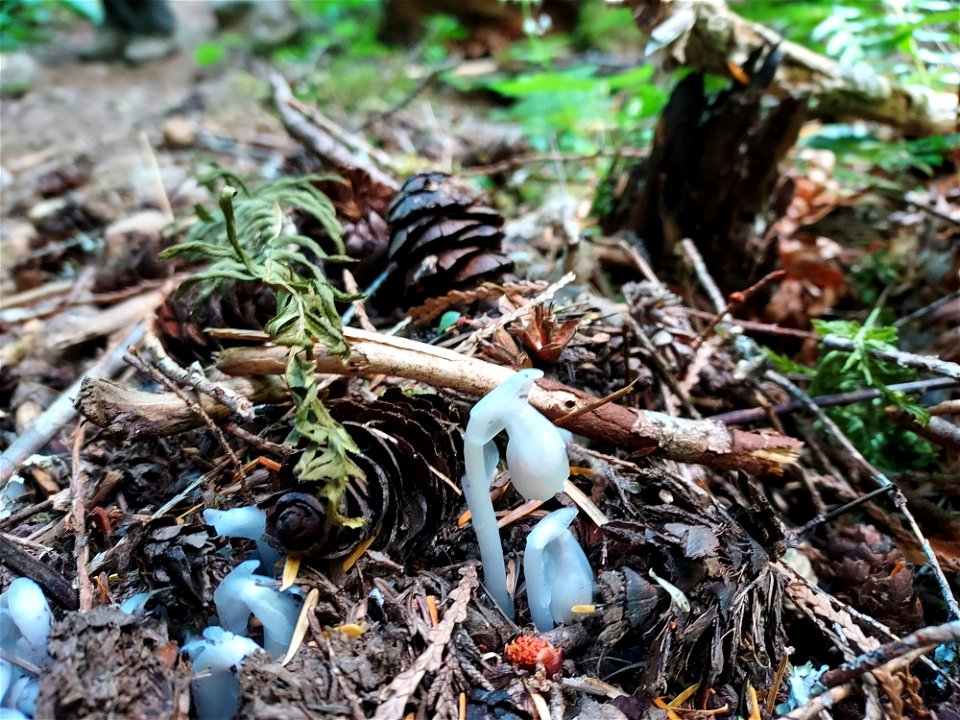 Ghost plant, Mt. Baker-Snoqualmie National Forest. Photo by Anne Vassar July 21, 2021.