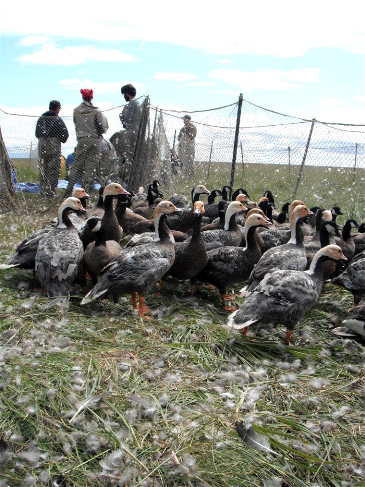 Bycatch photo