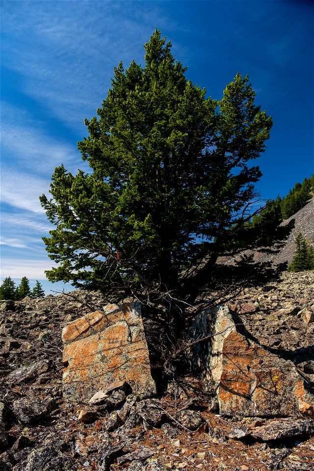 Tree vs. rock on West Butte, Sweet Grass Hills