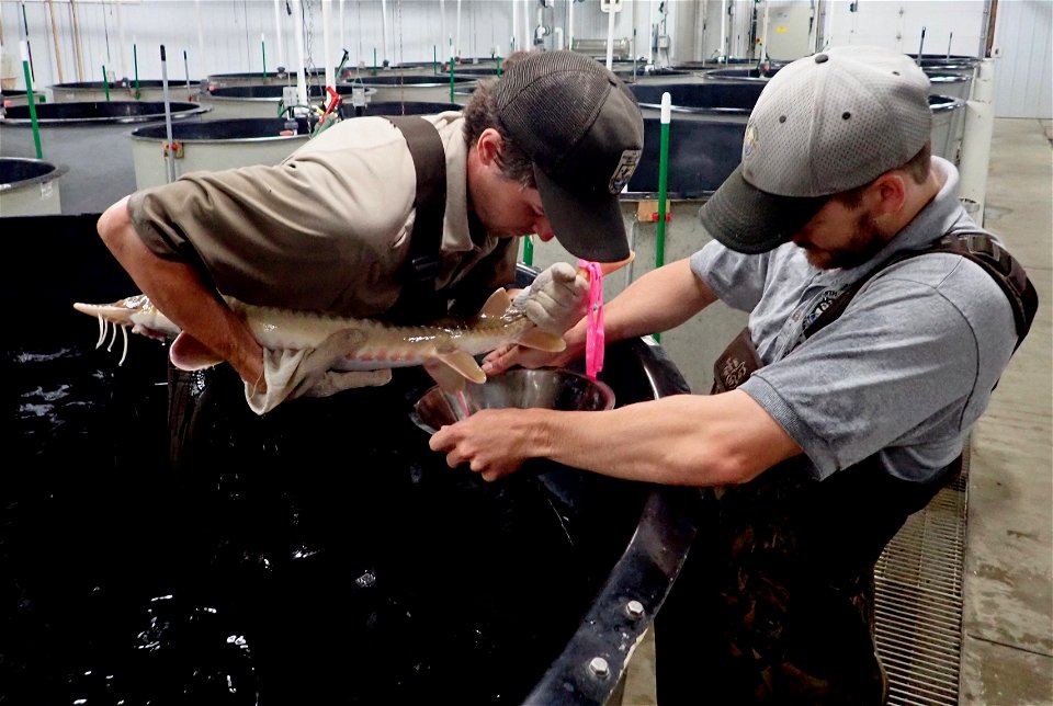 Spawning Shovelnose Sturgeon