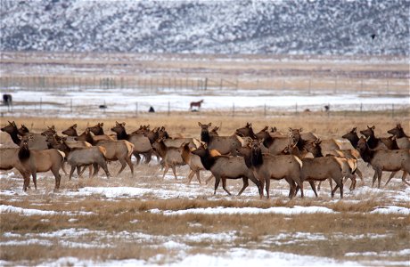 Wintering Elk on the National Elk Refuge
