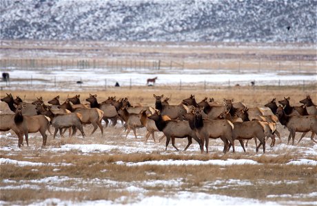 Wintering Elk on the National Elk Refuge photo