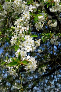 Spring ,April 2023