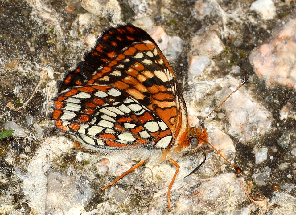 CHECKERSPOT, NORTHERN (Chlosyne palla) (07-07-2022) idaho county, id -01