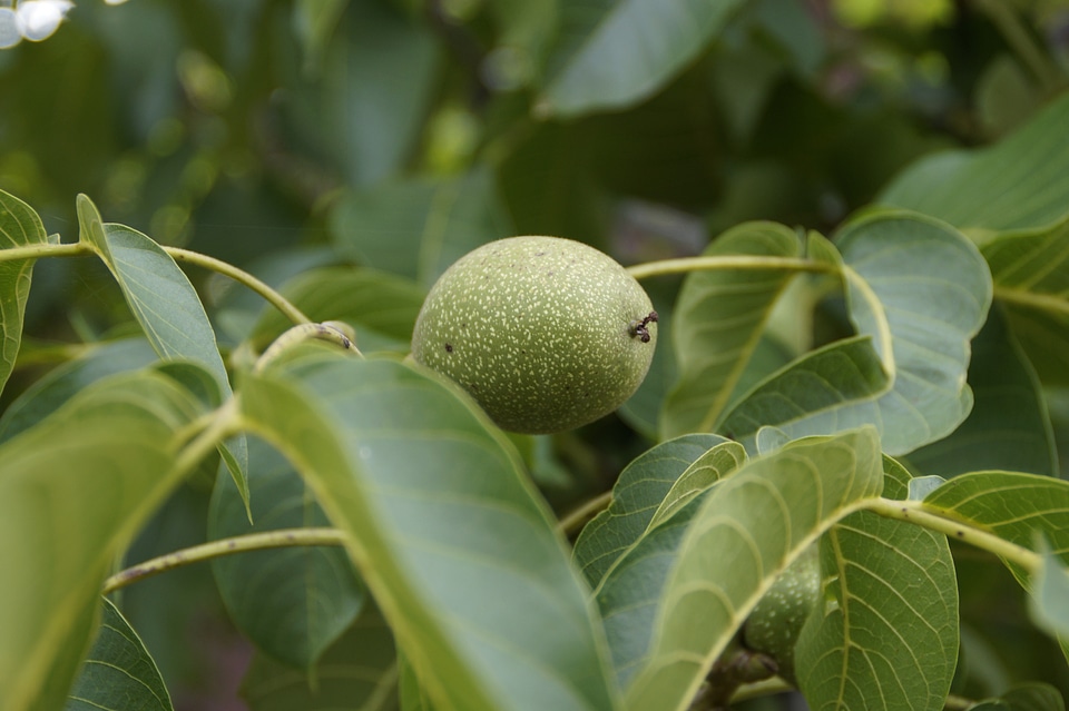 Fresh healthy nut photo