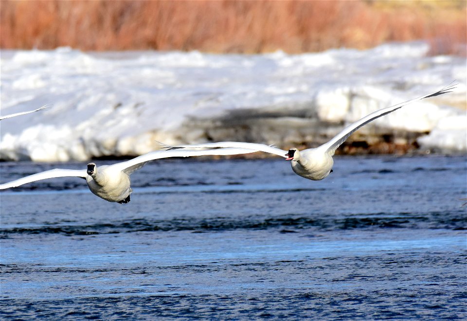 Trumpeter swan at Seedskadee National Wildlife Refuge