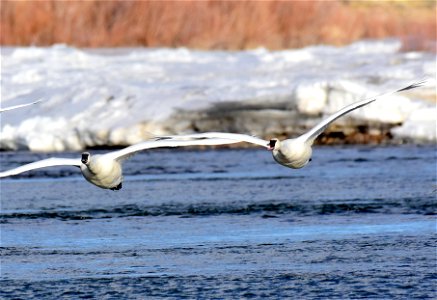 Trumpeter swan at Seedskadee National Wildlife Refuge