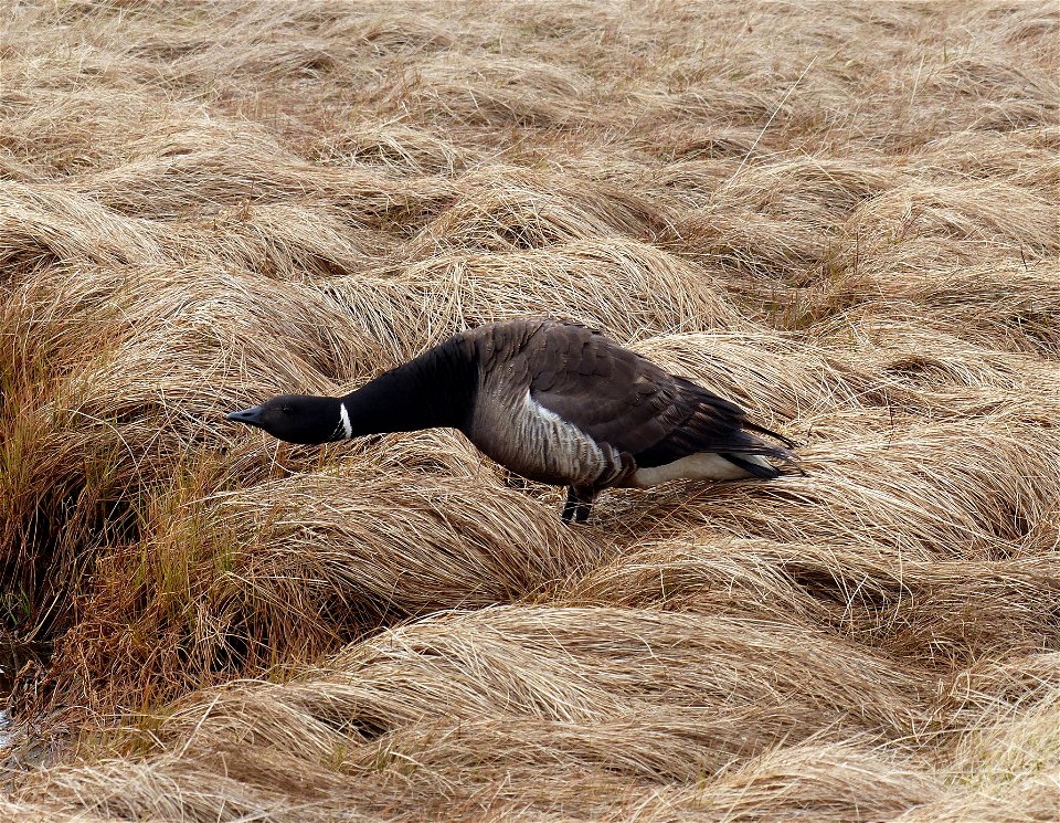 Defensive Brant photo