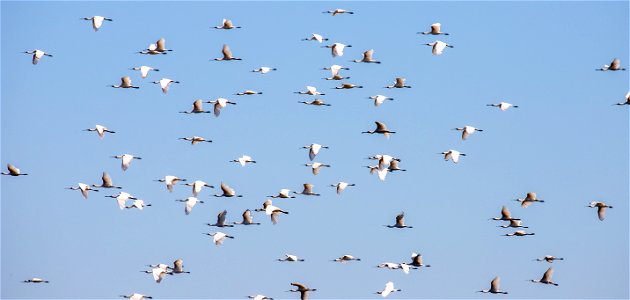Royal Spoonbills in flight photo