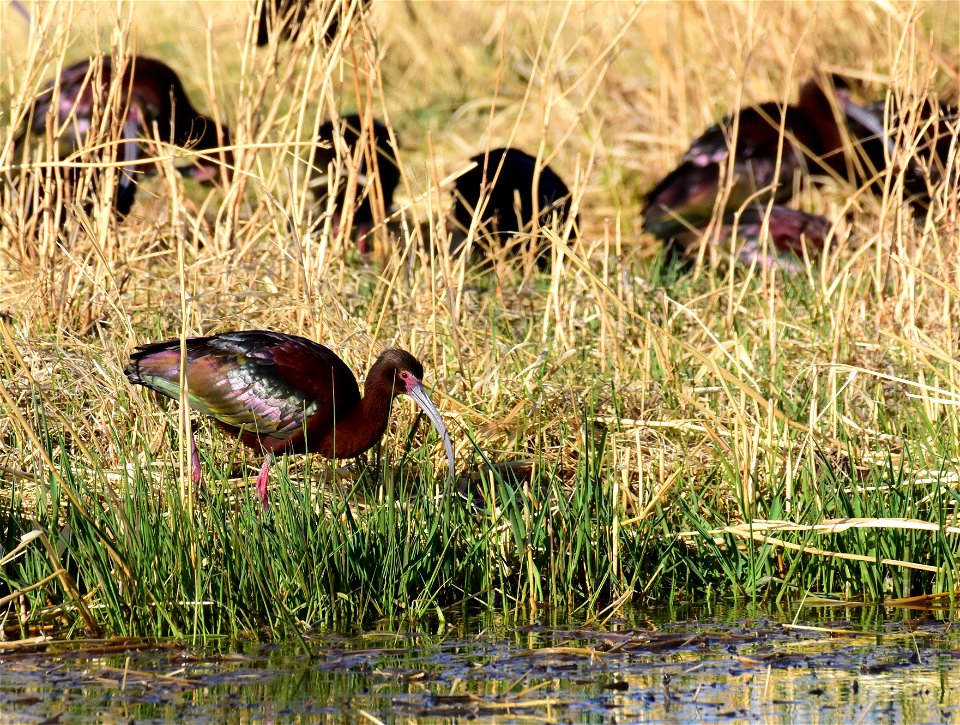White-faced ibis at Seedskadee National Wildlife Refuge