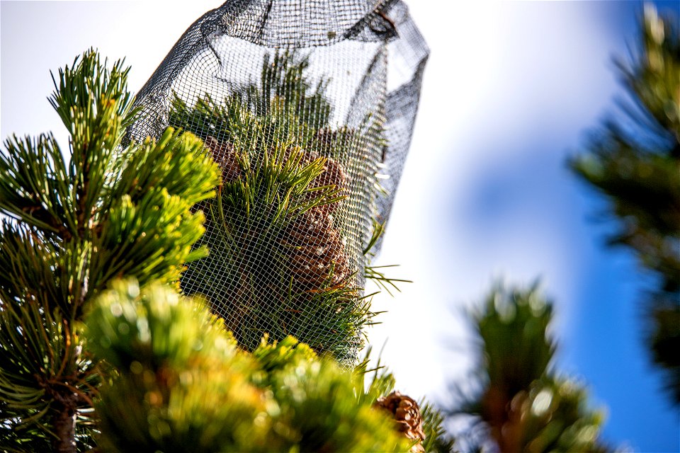 Caging Whitebark Pine Cones photo