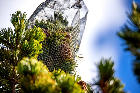 Caging Whitebark Pine Cones