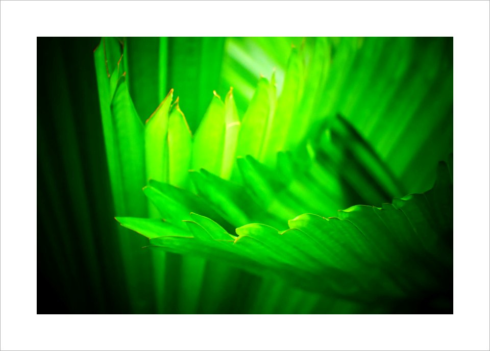 Palm leaves photo