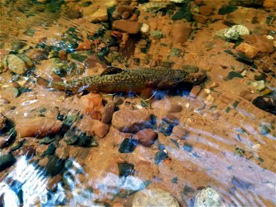 Brook Trout photo