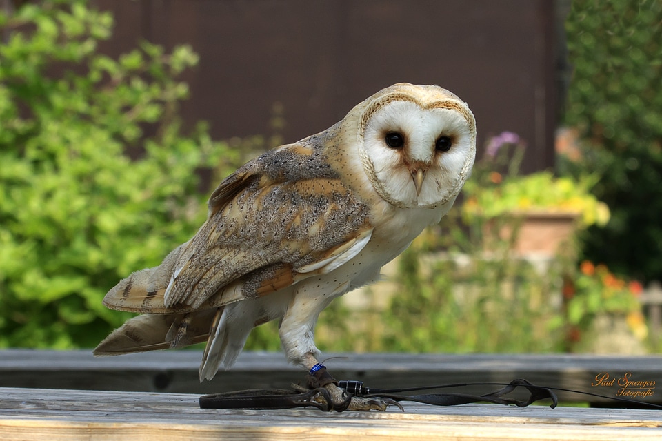 Nature owl church owl