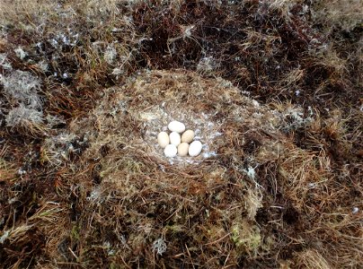 Tundra Swan nest photo