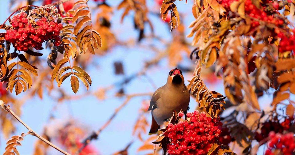 Bohemian waxwings photo