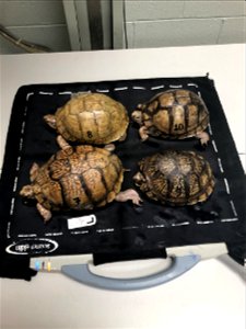 Mexican box turtles at Memphis Zoo