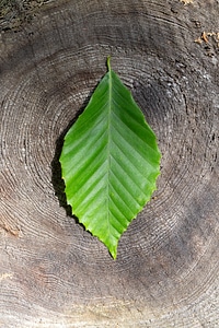 Leaf on Old Stump photo