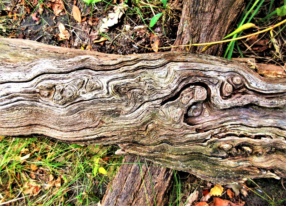 resilient character