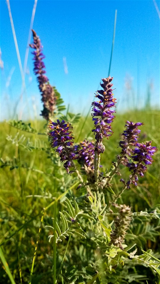 Leadplant Lake Andes Wetland Management District South Dakota