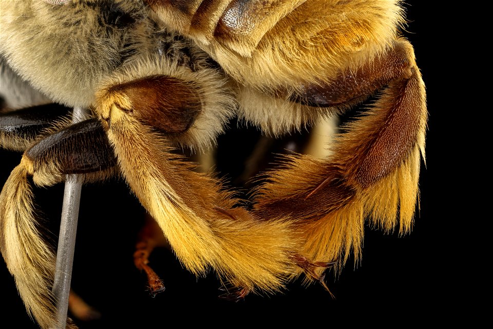 Centris adani, m, leg_2021-07-29-14.52.16 ZS PMax UDR photo