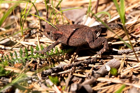 Vanlig padda (Bufo bufo) (3)