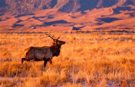 Bull Elk West of the Dunes photo