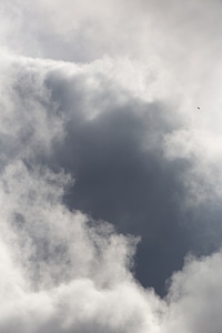 Bird Flying into Clouds photo