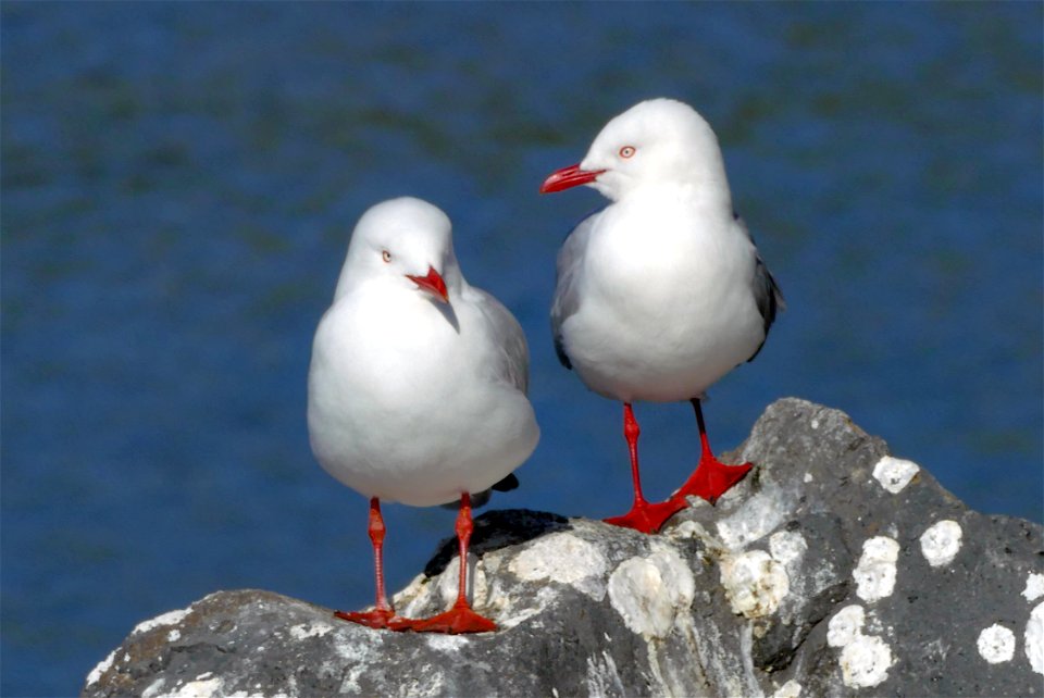 Red billed gull.