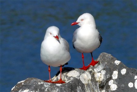 Red billed gull. photo