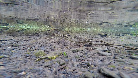 Russian River juvenile salmonids photo