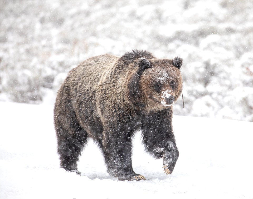 Grizzly Bear on Swan Lake Flat
