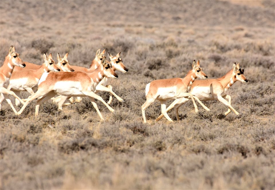 Pronghorn at Seedskadee National Wildlife Refuge