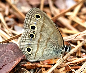 WOOD-SATYR, LITTLE (Megisto cymela) (05-24-2023) neusiok trail south from rte 101, craven co, nc -01 photo