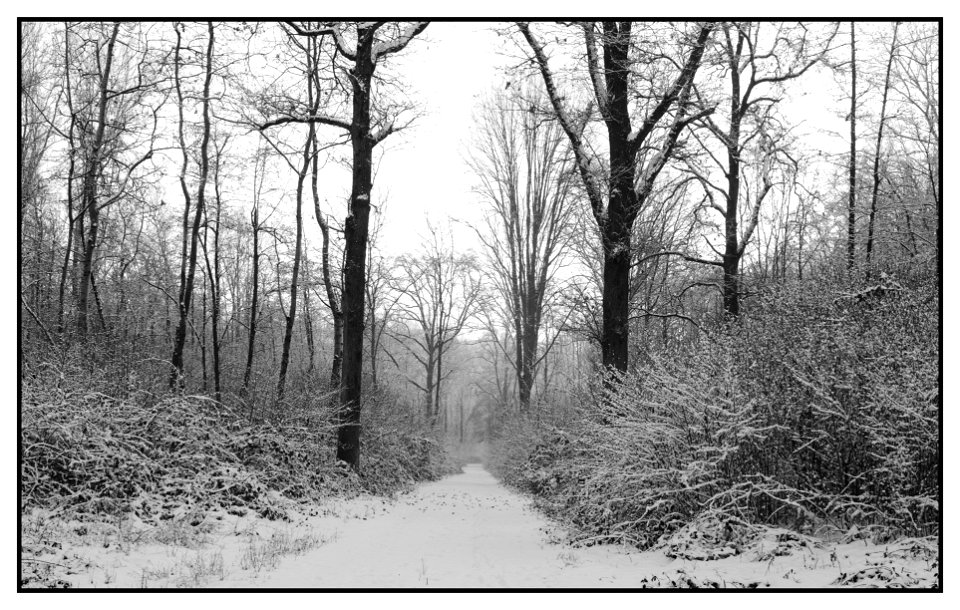 Winter scene