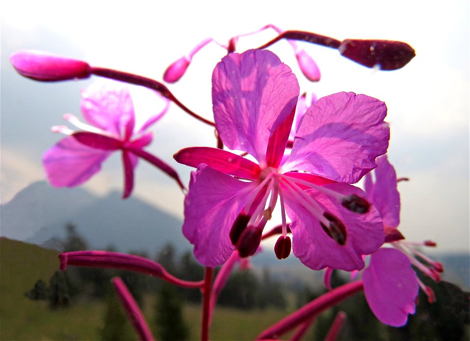 2027 - 2021 Crater Lake - 04 - FIREWEED (Chamerion angustifolium)