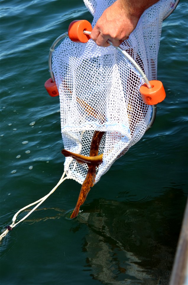 Releasing Tagged Lamprey
