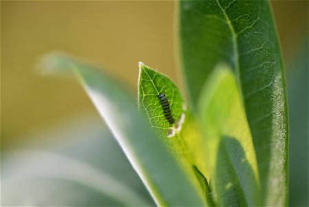 Monarch caterpillar on common milkweed photo